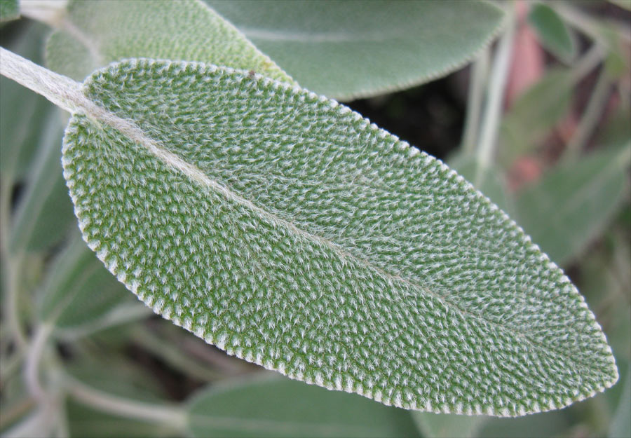 Image of Salvia officinalis specimen.