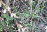 Salvia aegyptiaca. Средняя часть побегов. Израиль, склон к Мёртвому морю, каменистая пустыня. 21.02.2011.