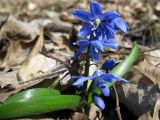 Scilla siberica. Цветущее растение. Крым, Бахчисарайский р-н, Большой каньон, смешанный лес в окр. с. Соколиное. 11.04.2011.