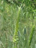 Agropyron pectinatum