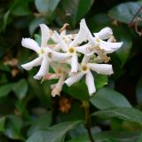 Trachelospermum jasminoides. Цветки. Испания, автономное сообщество Андалусия, провинция Гранада, комарка Вега-де-Гранада, г. Гранада, Альгамбра. 13.07.2012.