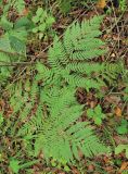 Dryopteris goeringiana