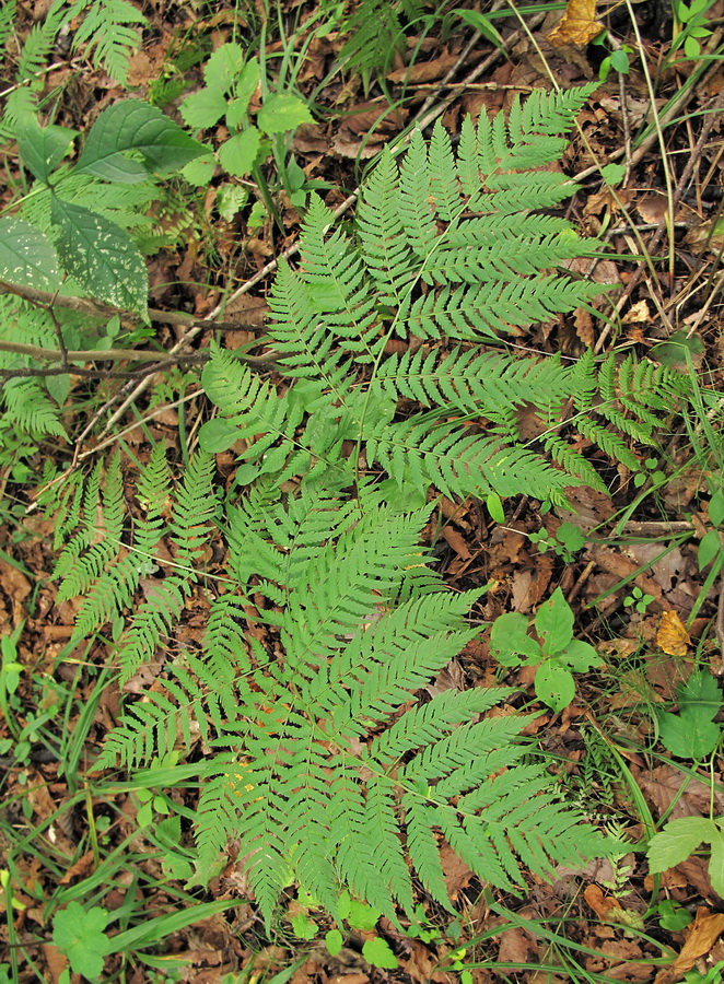 Image of Dryopteris goeringiana specimen.