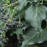 Hedera helix. Соплодия и листья. Южный Берег Крыма, пгт Партенит, ЛОК \"Айвазовское\". 25.01.2013.