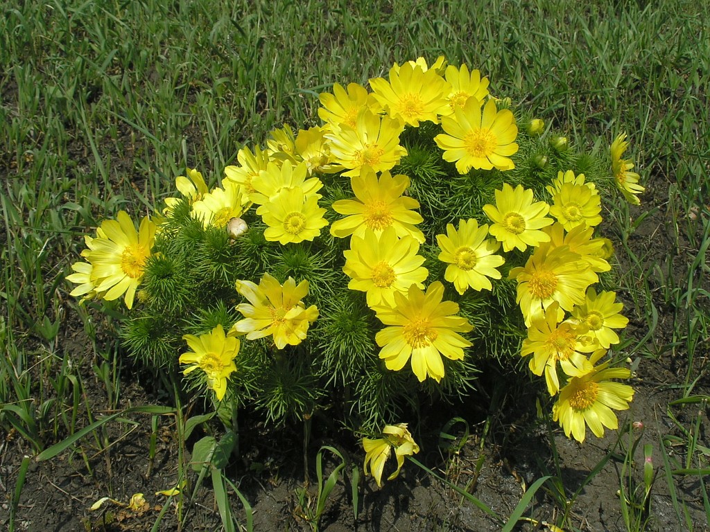 Image of Adonis vernalis specimen.