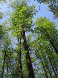 Alnus glutinosa. Деревья с распустившимися листьями. Украина, Киевская обл., Киево-Святошинский р-н., окр. г. Боярка, Боярское лесничество. 28.05.2011.