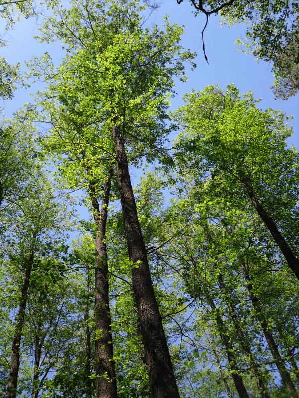 Изображение особи Alnus glutinosa.