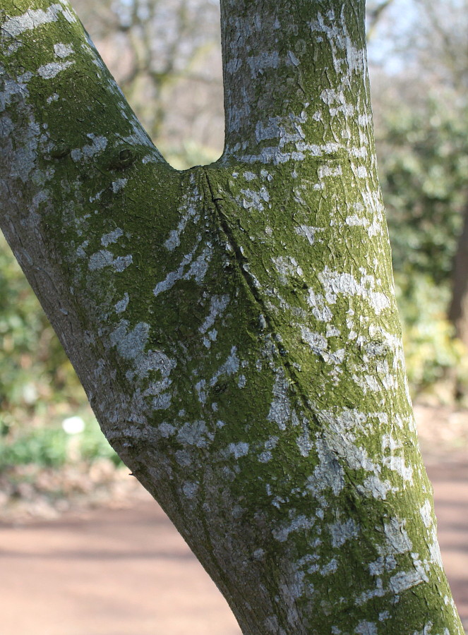 Image of Alangium platanifolium specimen.