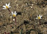 Colchicum kesselringii. Цветущие растения. Москва, в культуре с хр. Сырдарьинский Каратау. 26.04.2013.