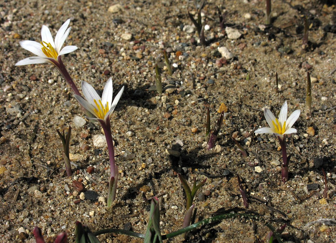 Image of Colchicum kesselringii specimen.