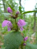 Lamium maculatum. Верхушка цветущего растения. Крым, Ялта, Узенбаш. 29.05.2009.