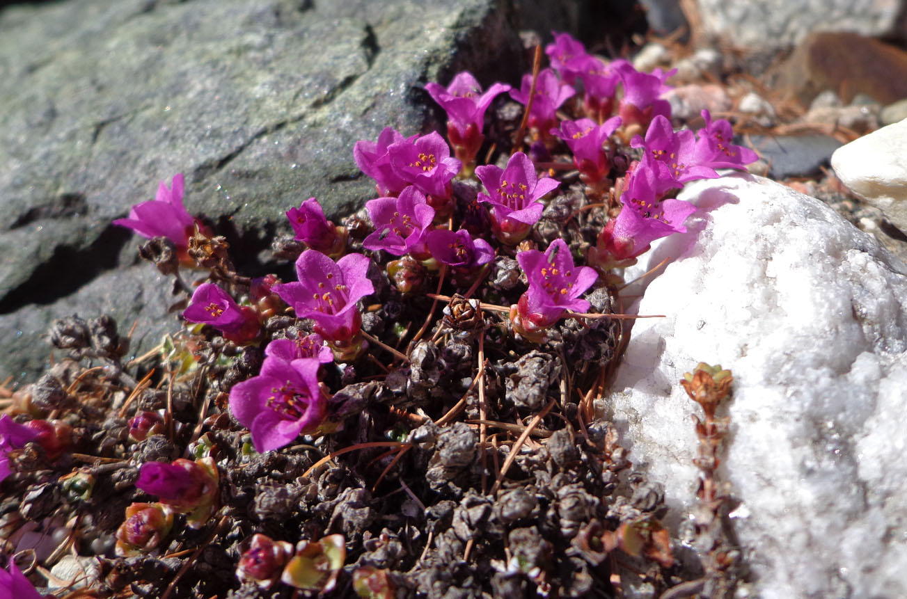 Изображение особи Saxifraga asiatica.