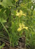 Iris vorobievii