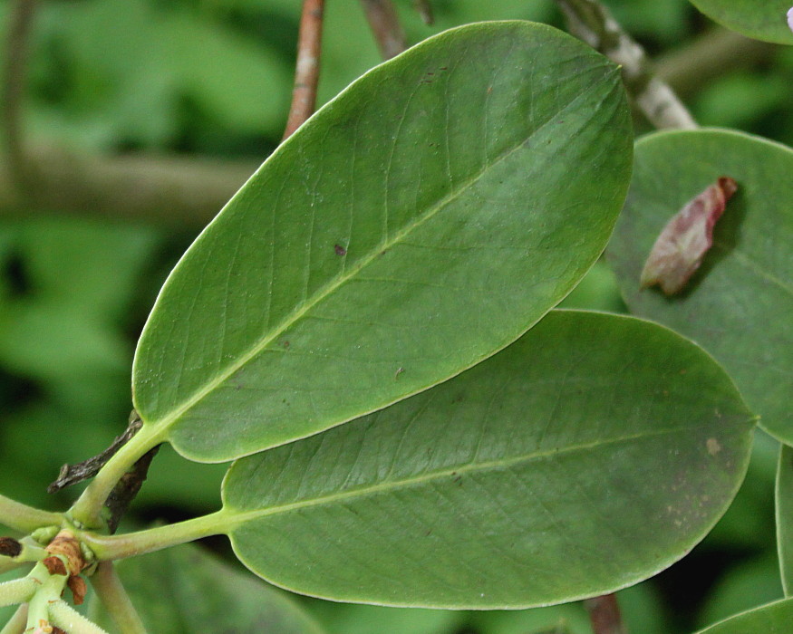 Изображение особи Rhododendron fortunei.