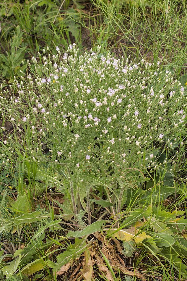 Изображение особи Klasea erucifolia.