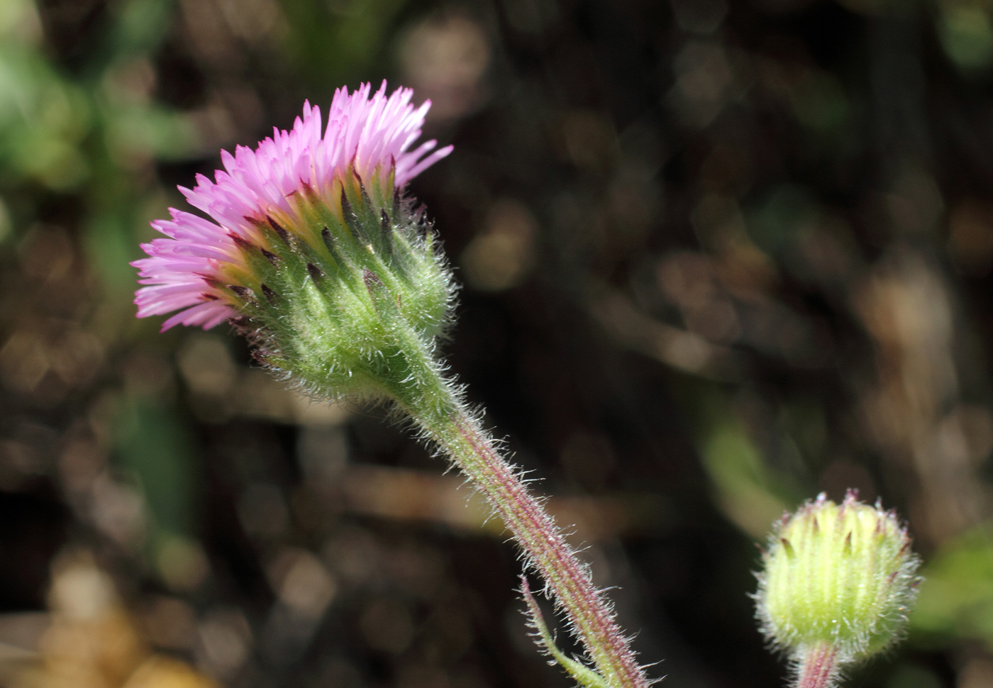 Изображение особи Erigeron pseudoseravschanicus.