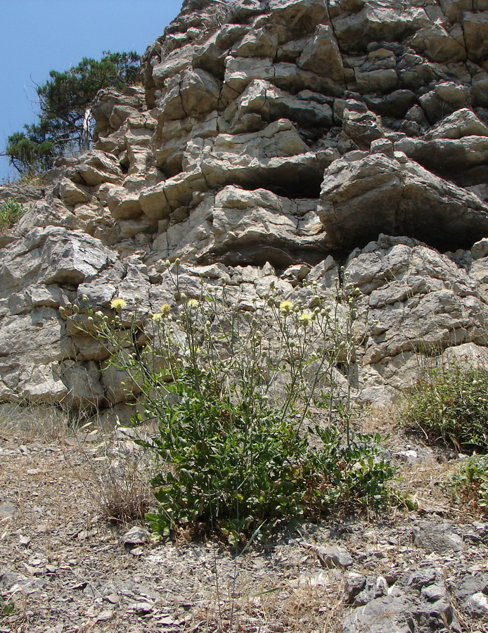 Image of Centaurea salonitana specimen.
