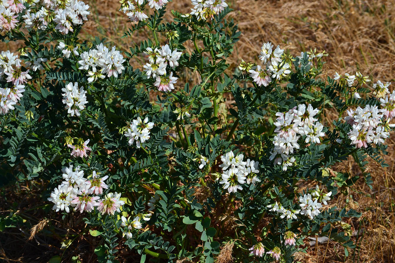 Image of Securigera varia specimen.