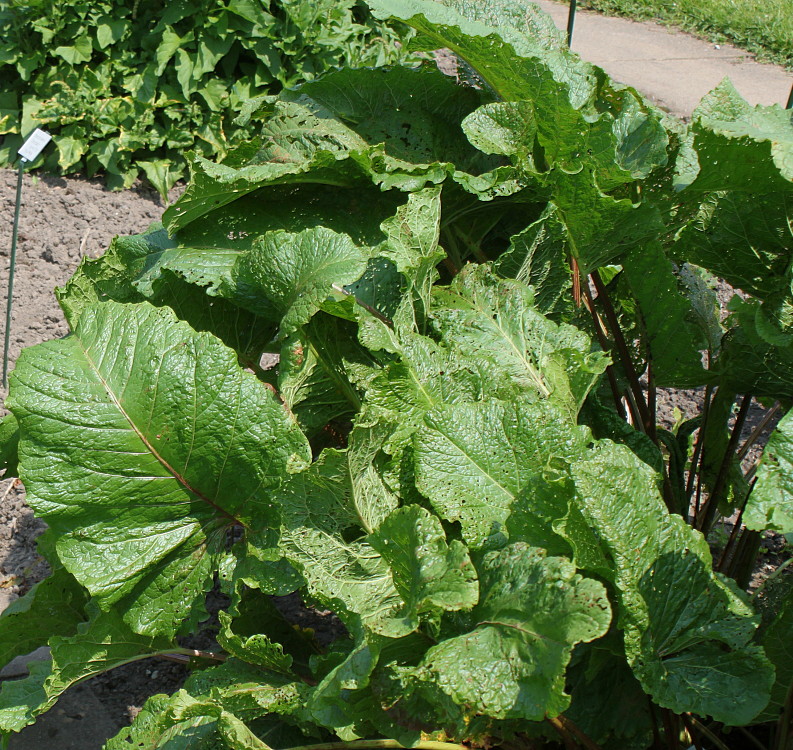 Image of Rumex alpinus specimen.