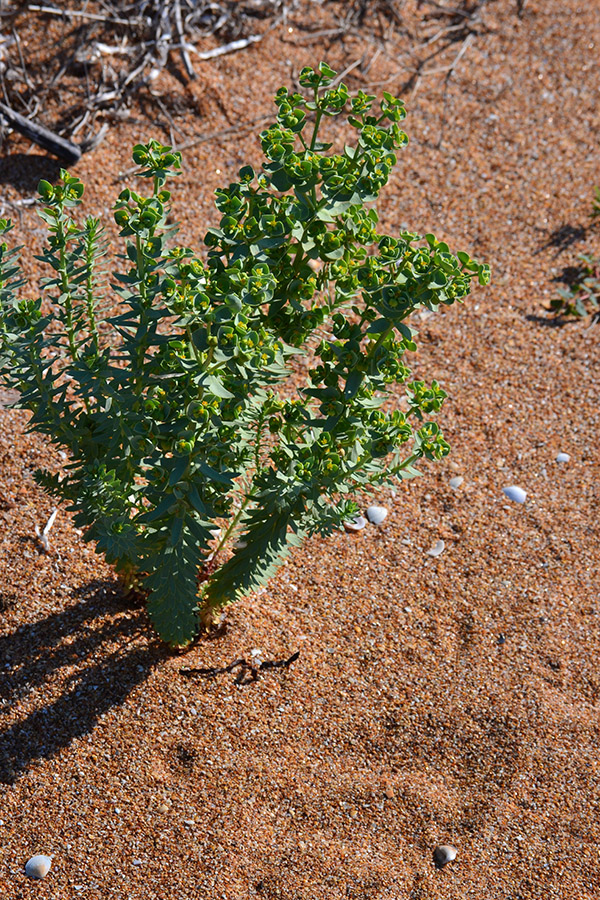 Image of Euphorbia paralias specimen.