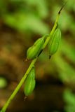 Oreorchis patens. Соплодие. Приморский край, окр. г. Находка, в липовом лесу. 25.08.2013.