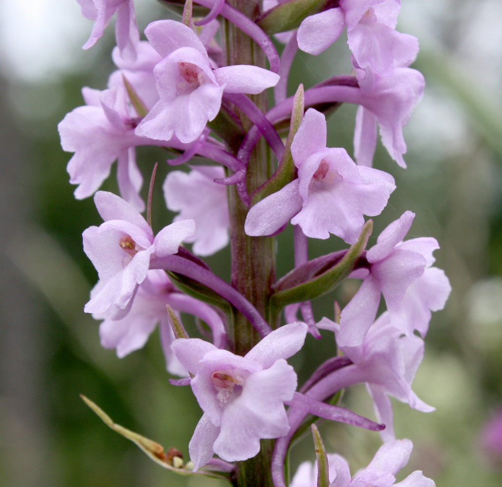 Image of Gymnadenia conopsea specimen.