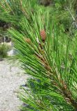 Pinus pityusa. Верхушка ветви с молодыми шишками. Абхазия, Гагрский р-н, окр. г. Пицунда, побережье Чёрного моря. 10.06.2012.
