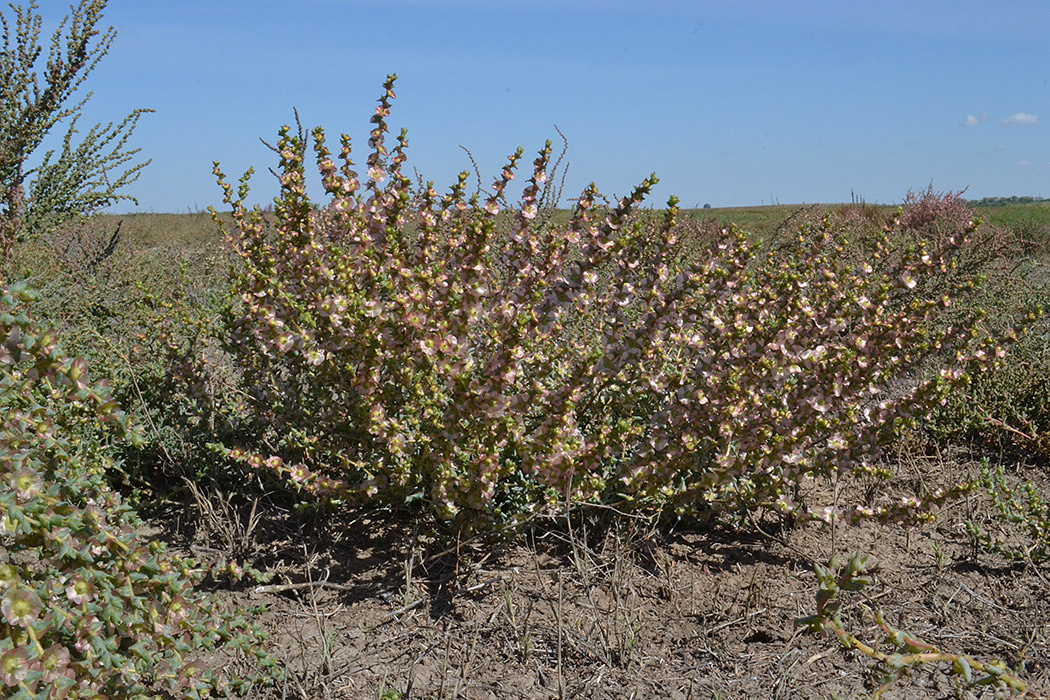 Image of Salsola acutifolia specimen.