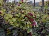 Symphoricarpos orbiculatus