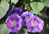 Ipomoea purpurea. Цветки. Черноморское побережье Кавказа, г. Новороссийск, в культуре. 2 сентября 2013 г.