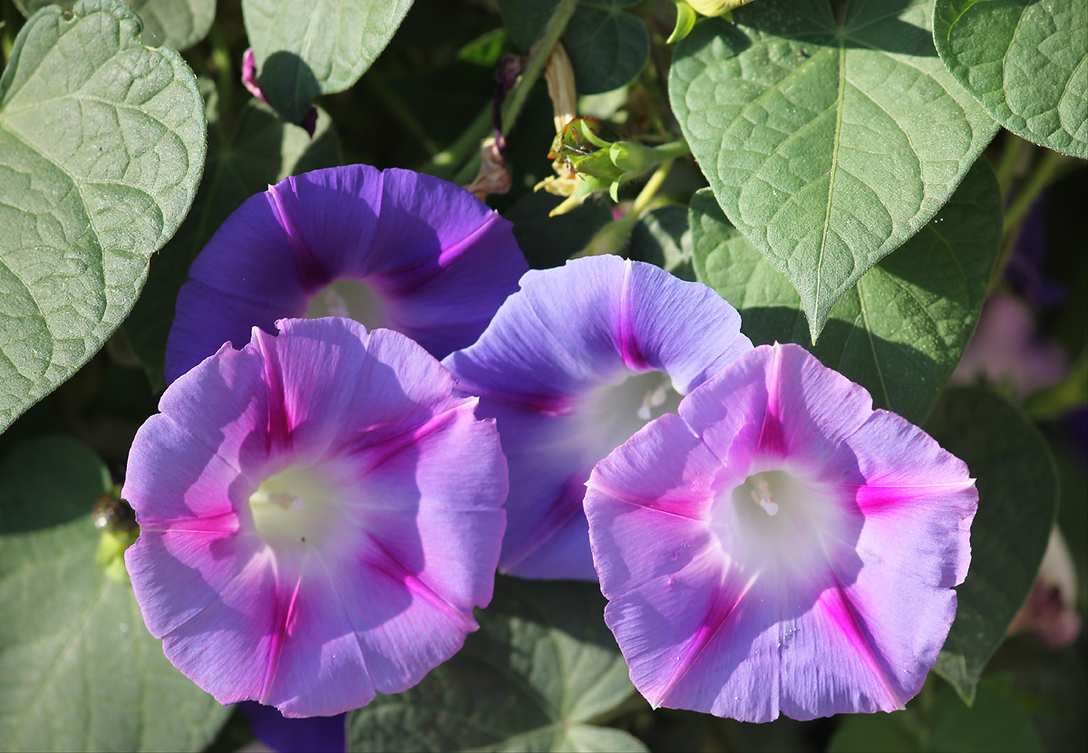 Изображение особи Ipomoea purpurea.
