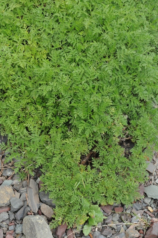 Image of Artemisia stechmanniana specimen.