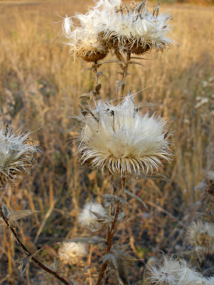 Изображение особи род Cirsium.