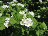 род Crataegus. Побег с соцветиями. Саратовская обл., Ртищевский р-н, пойма р. Ольшанка. 12.05.2013.