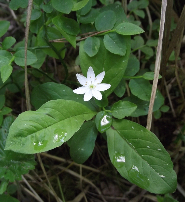 Изображение особи Trientalis europaea.