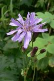 Lactuca sibirica