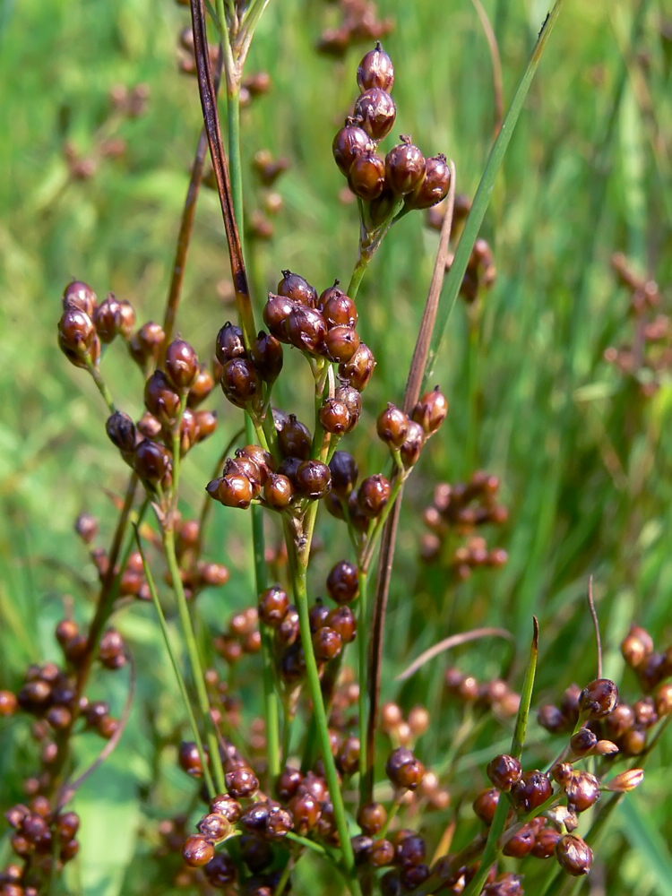 Изображение особи Juncus compressus.