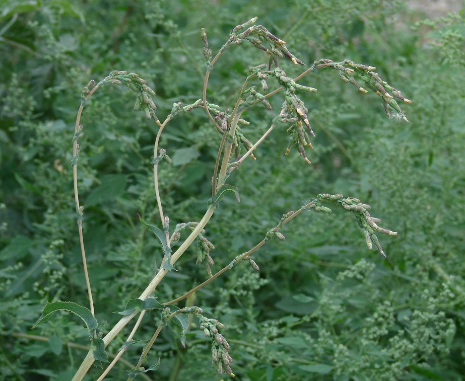 Image of Lactuca serriola specimen.