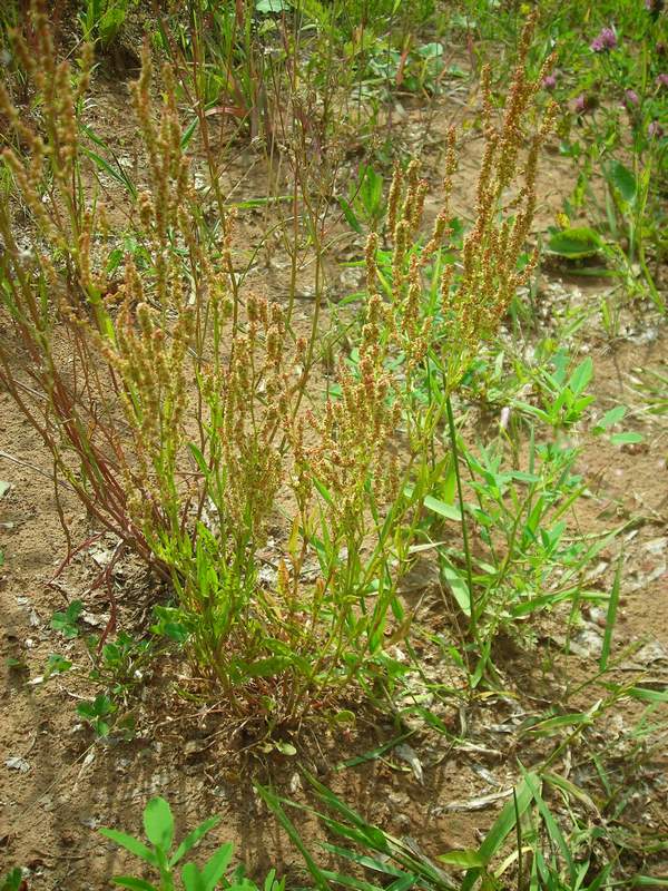 Изображение особи Rumex acetosella.