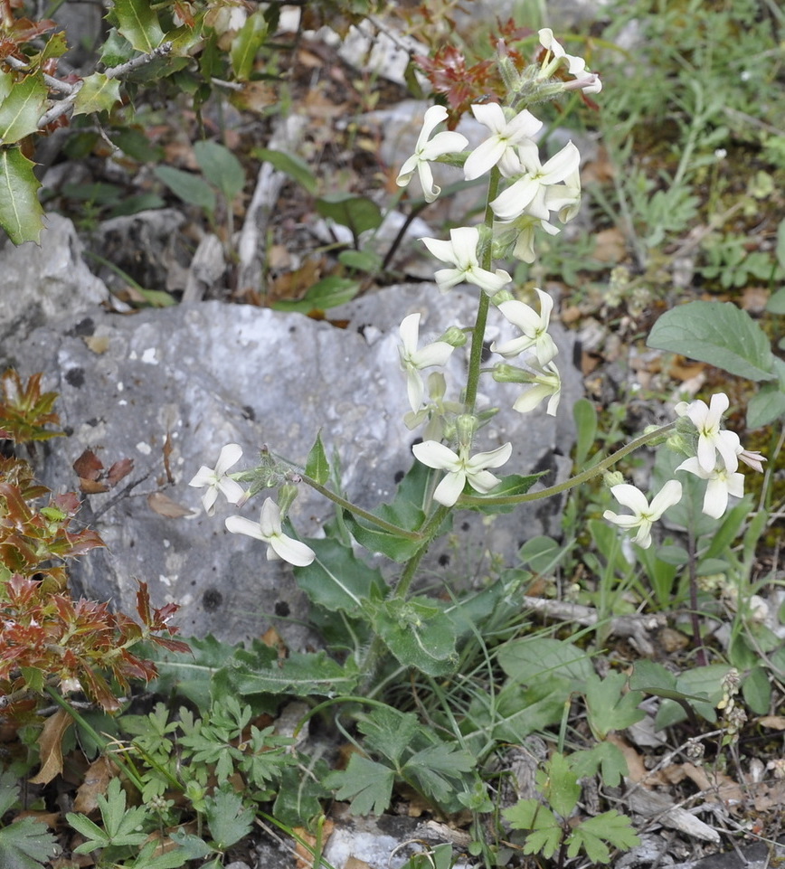 Изображение особи Hesperis laciniata.