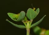 Euphorbia terracina