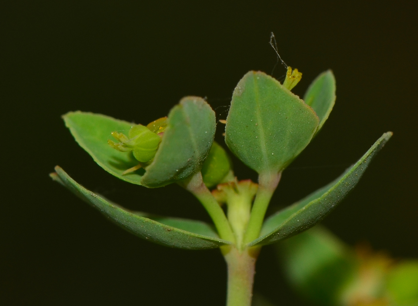 Image of Euphorbia terracina specimen.