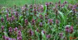 Lamium purpureum