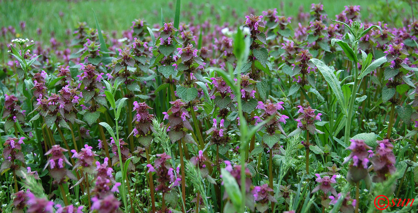 Изображение особи Lamium purpureum.