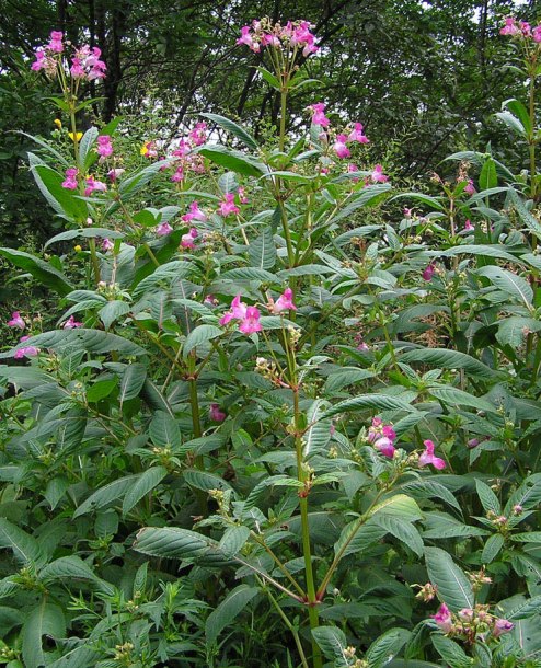 Image of Impatiens glandulifera specimen.