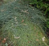 Ephedra gerardiana разновидность sikkimensis. Вегетирующее растение. Германия, г. Дюссельдорф, Ботанический сад университета. 28.04.2014.