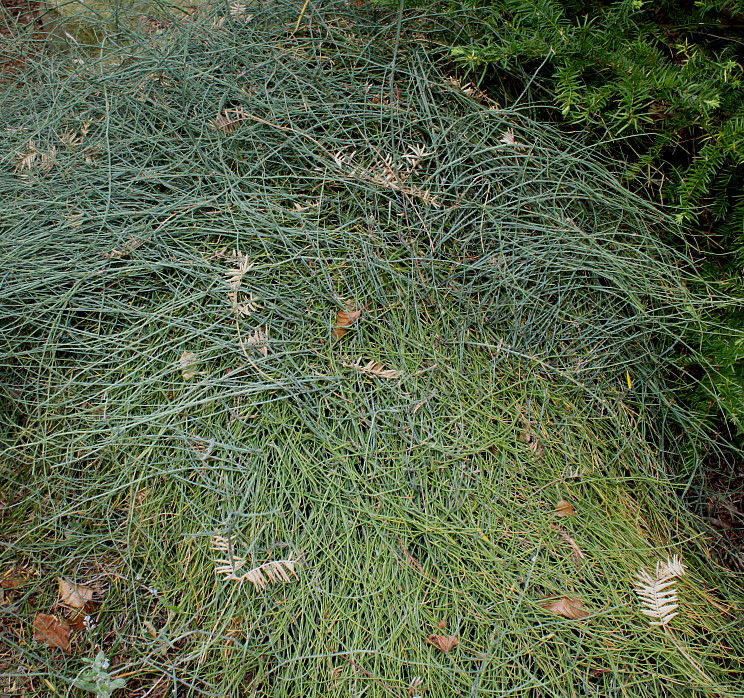 Изображение особи Ephedra gerardiana var. sikkimensis.