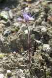 Phacelia tanacetifolia