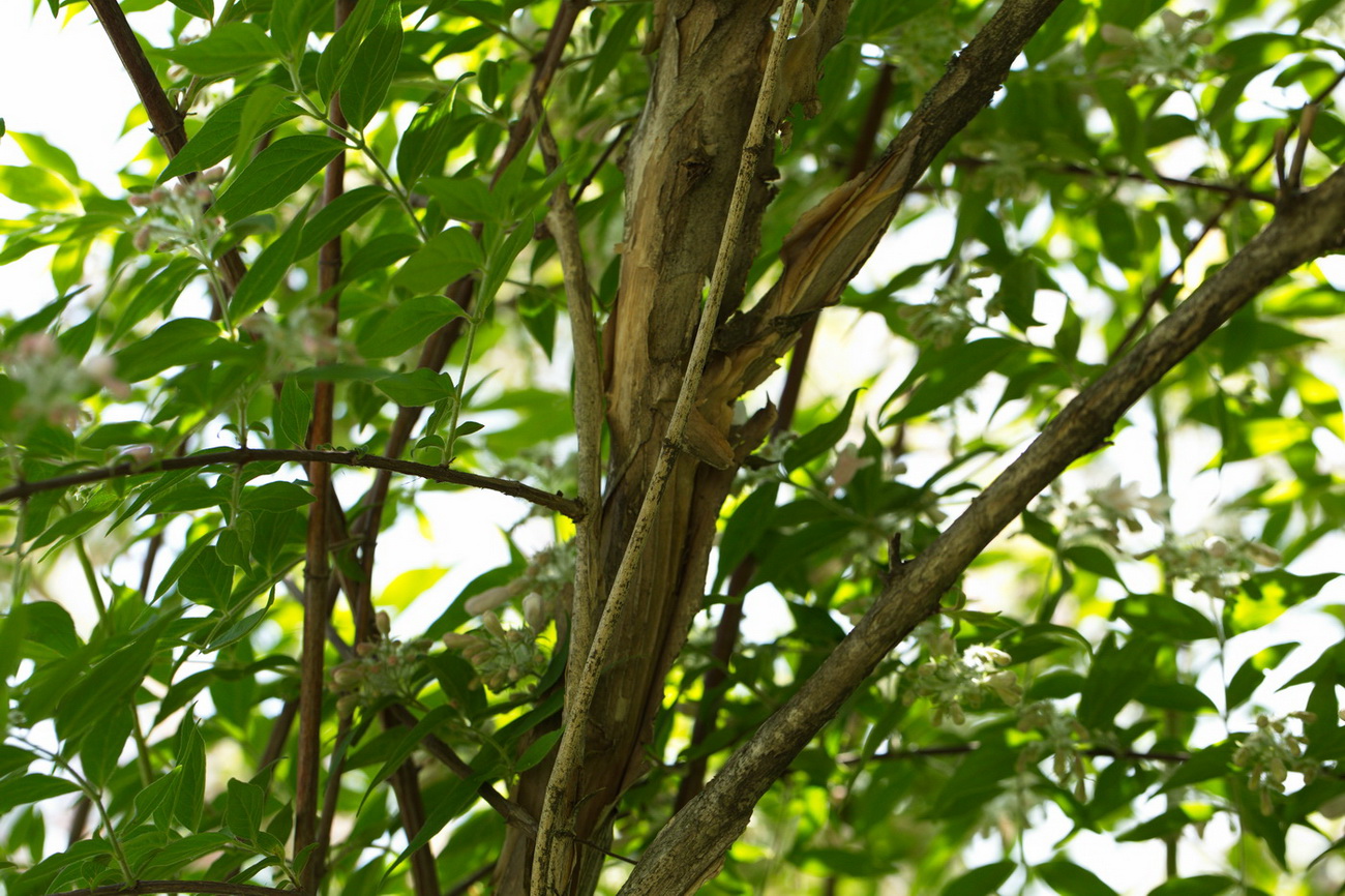 Image of Kolkwitzia amabilis specimen.