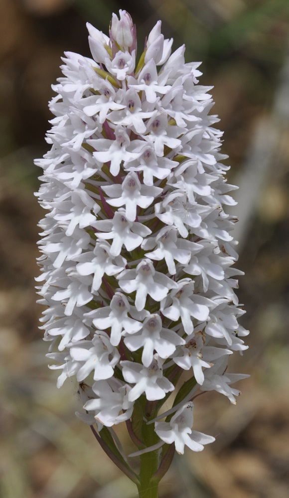 Изображение особи Anacamptis pyramidalis.